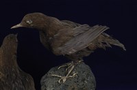 藏品(河烏)的圖片